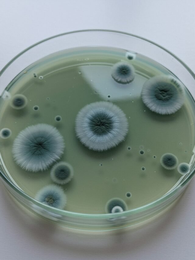 Penicilina: Acaso que Salvou Milhões