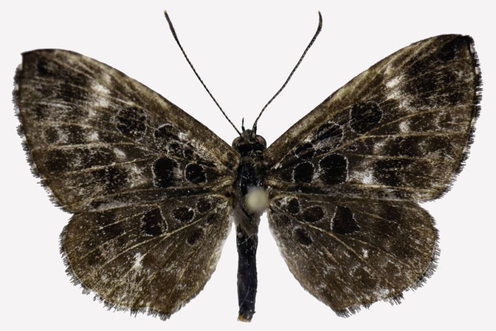 noticia-1-descoberta-de-nova-borboleta-da-amazonia-revela-rara-interacao-com-formigas-e-cochonilhas A imagem mostra uma borboleta com asas abertas, exibindo um padrão de cores predominantemente marrom e preto. As asas têm manchas e marcas distintas, com uma textura ligeiramente peluda. O corpo da borboleta é delgado e escuro, e as antenas são longas e finas, posicionadas para cima.