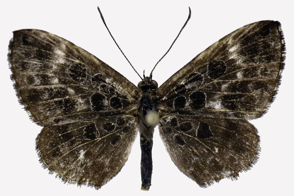 A imagem mostra uma borboleta com asas abertas, exibindo um padrão de cores predominantemente marrom e preto. As asas têm manchas e marcas distintas, com uma textura ligeiramente peluda. O corpo da borboleta é delgado e escuro, e as antenas são longas e finas, posicionadas para cima.